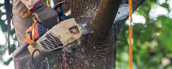 Best Tree Health Inspection  in Richmond, MI