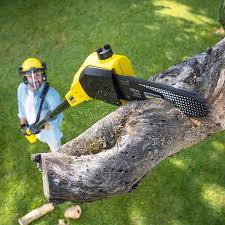 Why Choose Our Tree Removal Services in Richmond, MI?