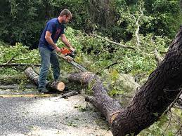 Best Tree Maintenance Programs  in Richmond, MI