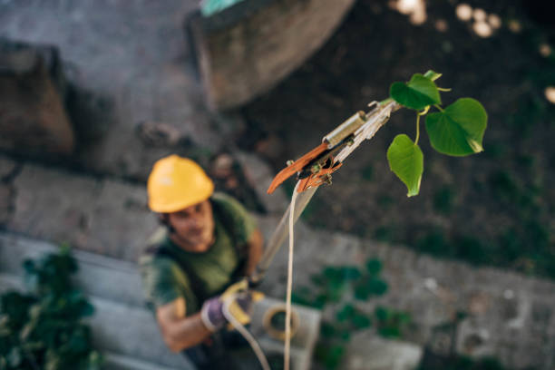 Best Leaf Removal  in Richmond, MI