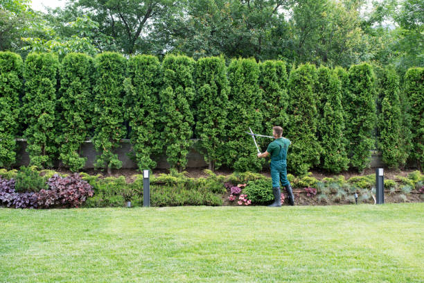 Best Tree and Shrub Care  in Richmond, MI